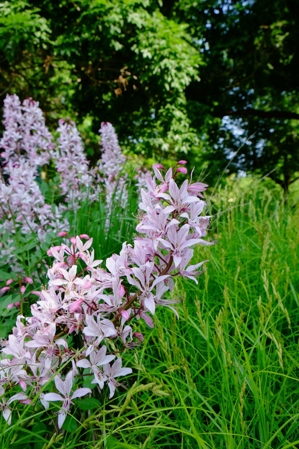 Lynch flower
